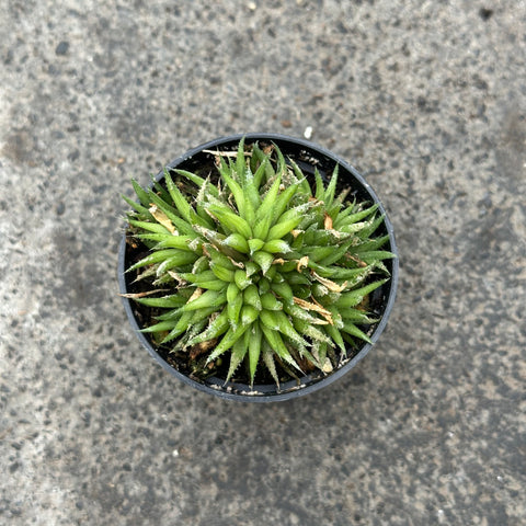 Haworthia chloracantha