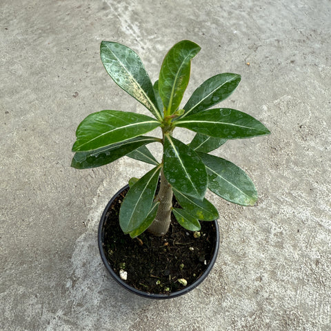 Adenium obesum (Fleurs blanches)