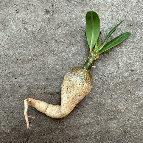 Pachypodium succulentum