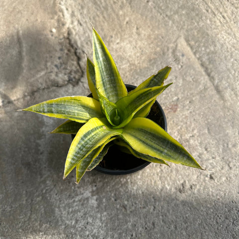 Sansevieria Cordova f. variegata