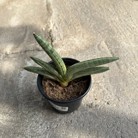 Sansevieria boncel f. variegata