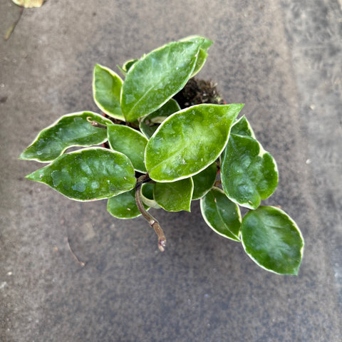 Hoya carnosa cv. 'Krimson Queen' 