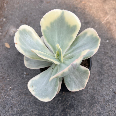 Echeveria decora f. Variegata