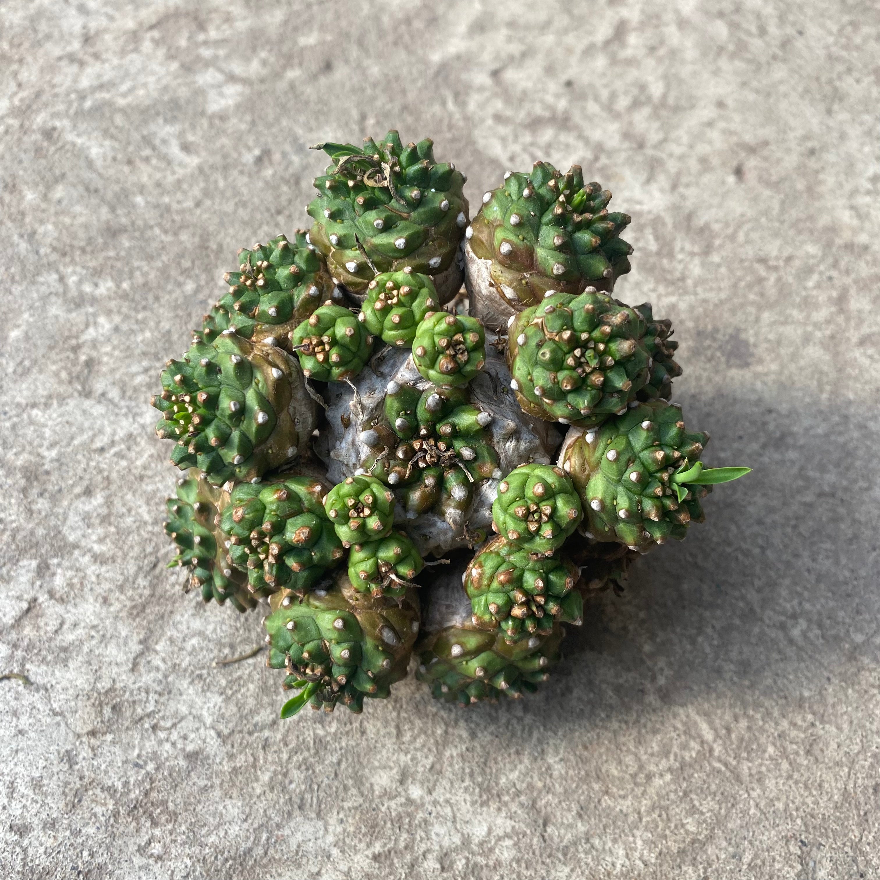 Euphorbia cocklebur