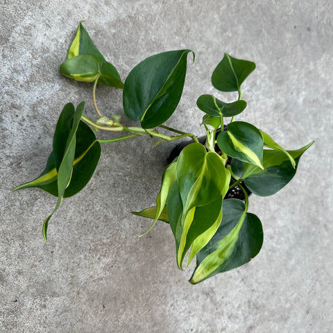 Philodendron hederaceum 'Brasil'