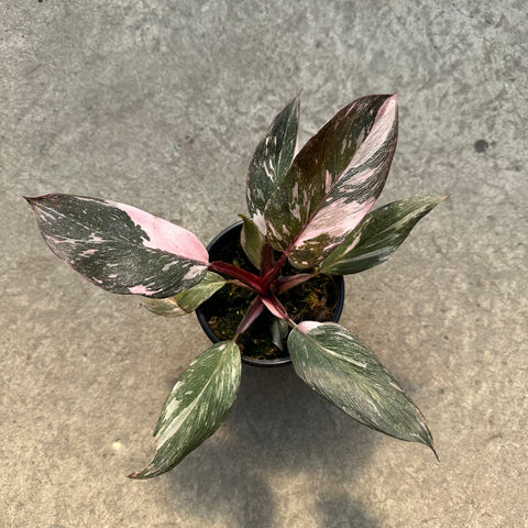 Philodendron erubescens 'Pink Princess'