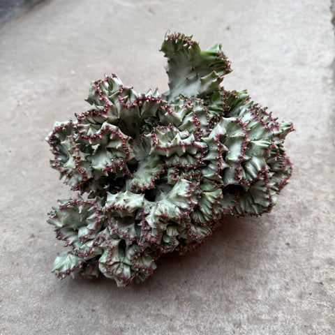 Euphorbia lactea cv. White Ghost f. cristata