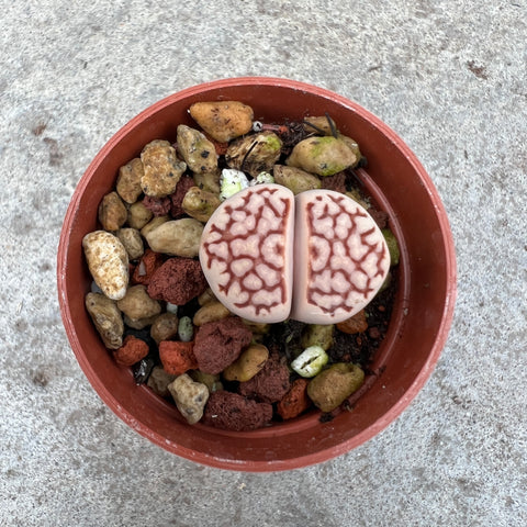 Lithops sp. collectible 