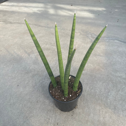 dragon fingers sansevieria Sansevieria Dragon Fingers – Serres Lavoie