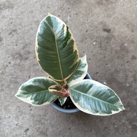 Ficus elastica 'Tineke'