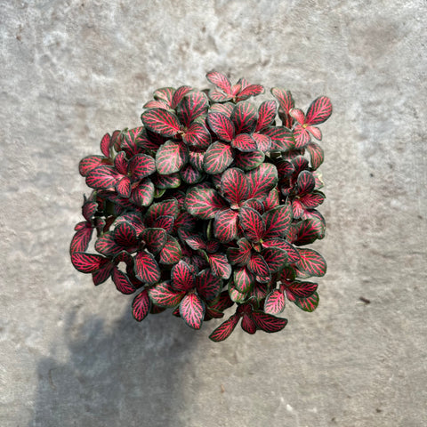 Fittonia albivenis 'Flammule'