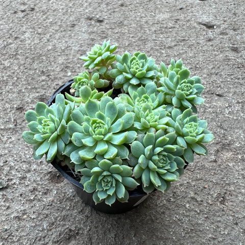 Echeveria 'Payoff'