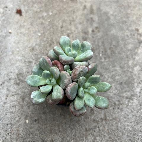 Graptopetalum 'Hura uara’