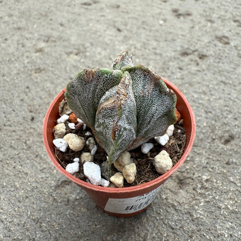 Astrophytum myriostigma hybrid.