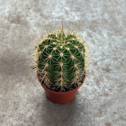 Trichocereus	grandiflorus hybrid