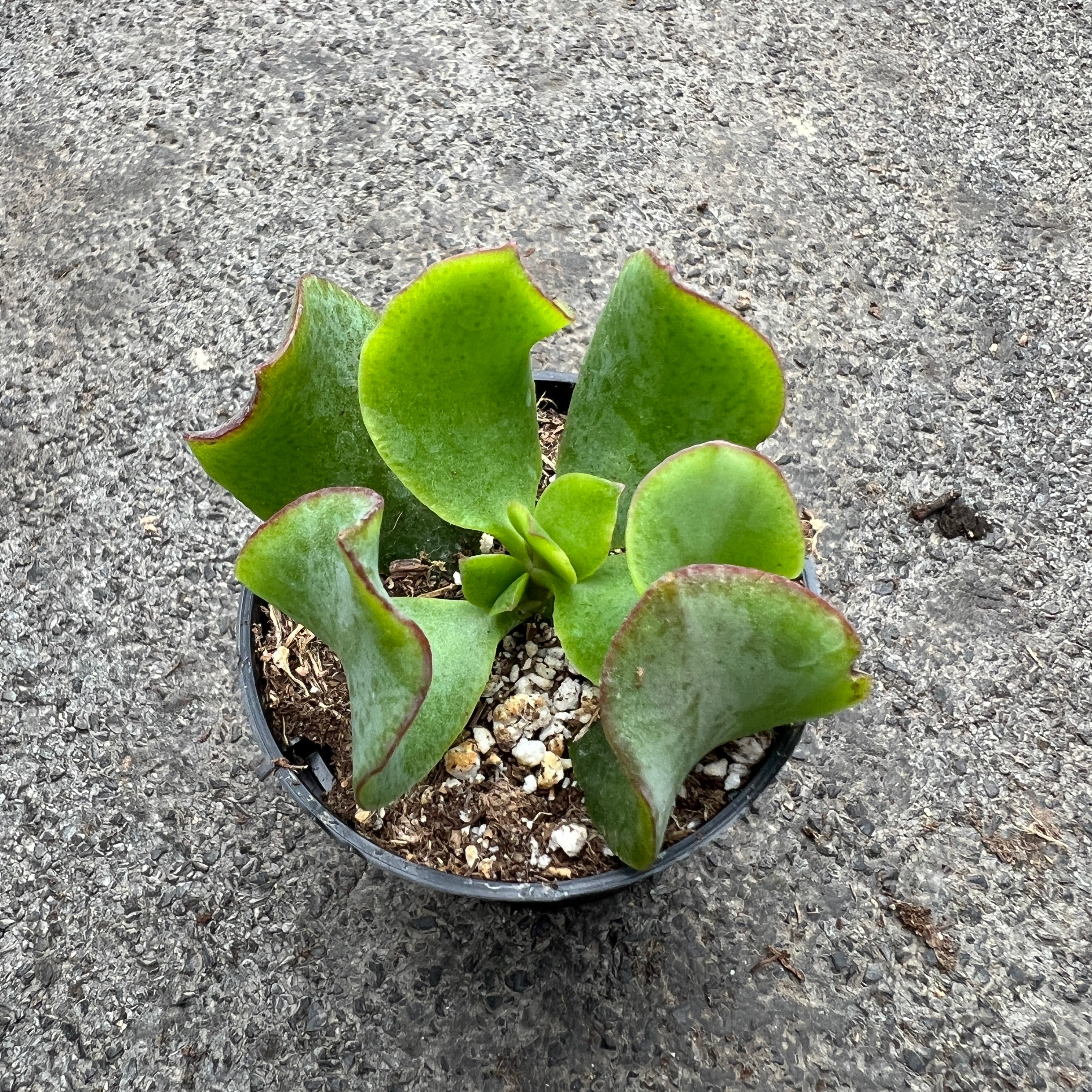 Crassula Arborescens Undulatifolia 'Ripple Jade