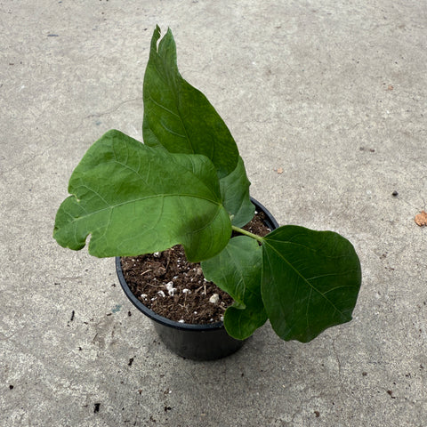 Hibiscus rosa-sinensis 'Cajun Black Dragon'