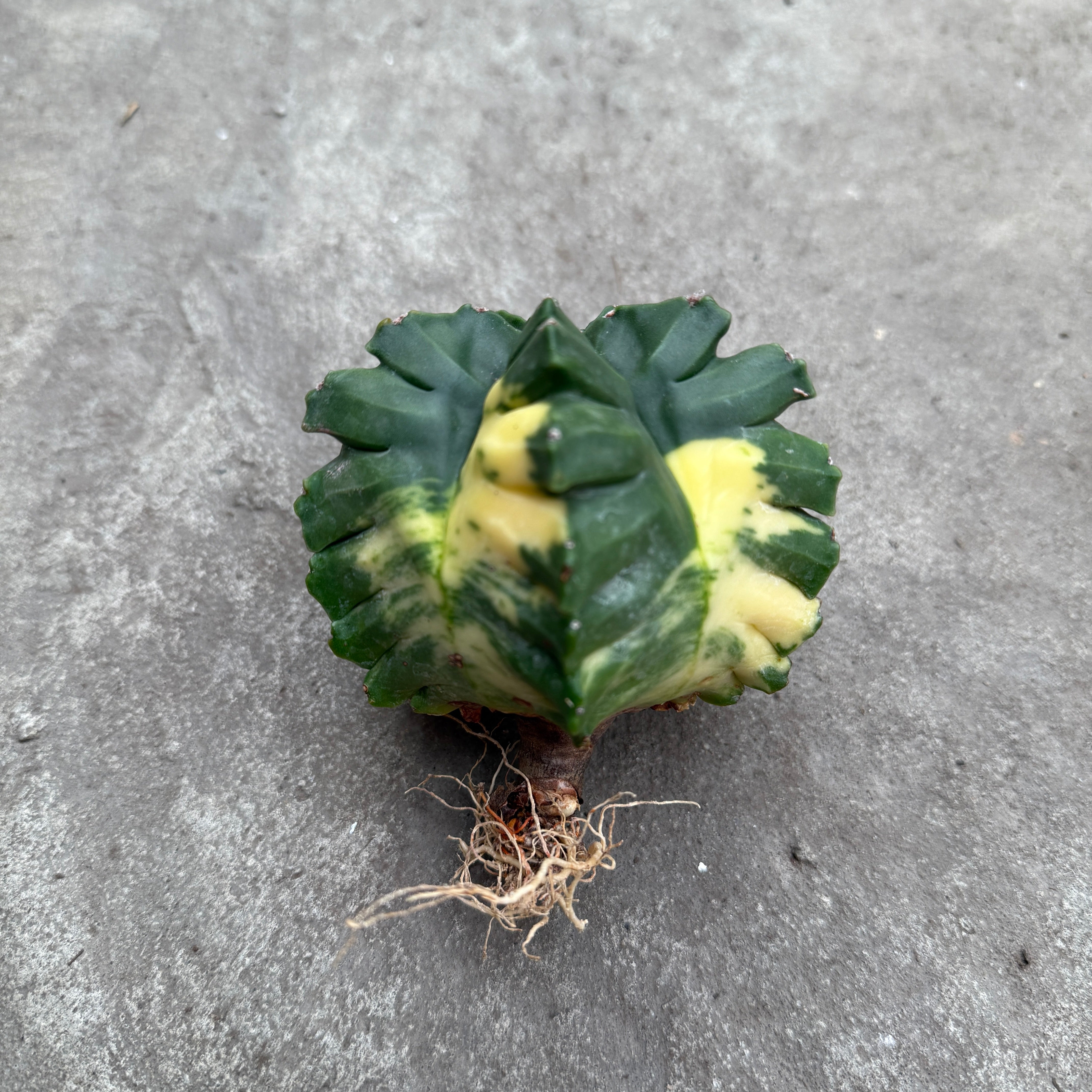 Rare Cactus - outlets Astrophytum Myriostigma Kikko Variegata