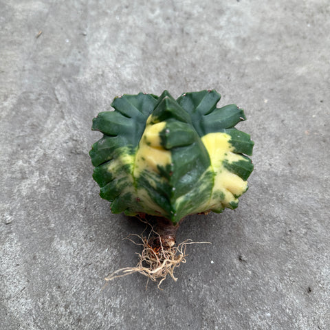 Astrophytum myriostigma 'Kikko' nudum variegata