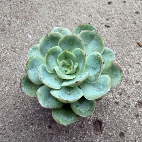 Echeveria 'Paramera'