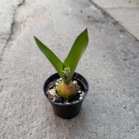 Lachenalia viridiflora