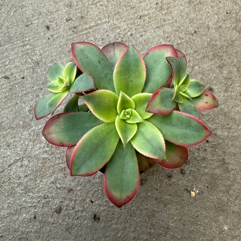 Aeonium haworthii cv. Kiwi