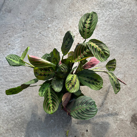 Maranta leuconeura var. Erythroneura