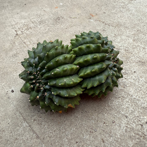 Gymnocalycium mihanovichii inermis cristata