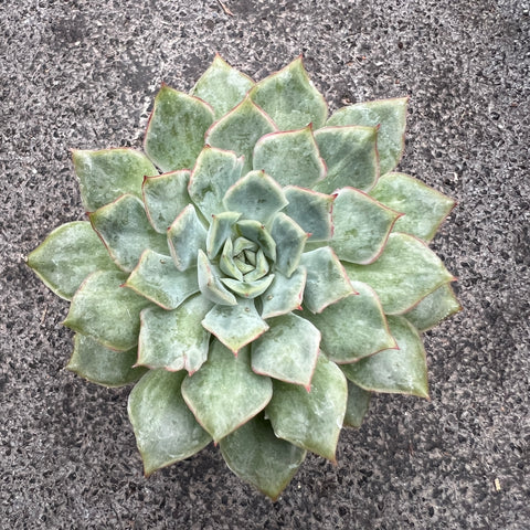 Echeveria 'California Queen'