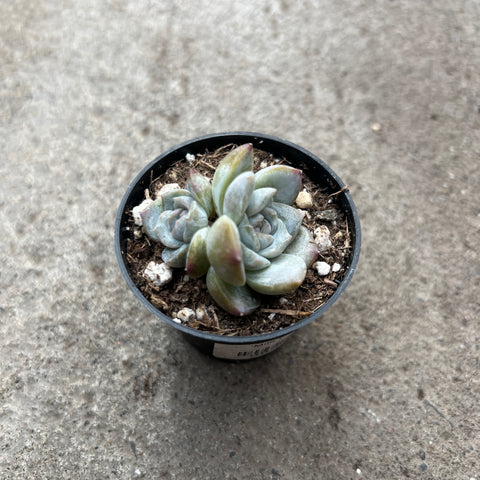 Echeveria 'Milk Candy