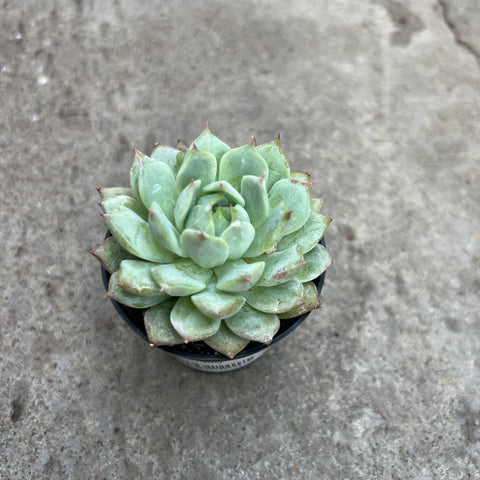 Echeveria 'Tippy