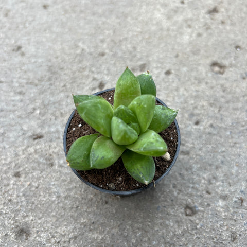 Haworthia cuspidata