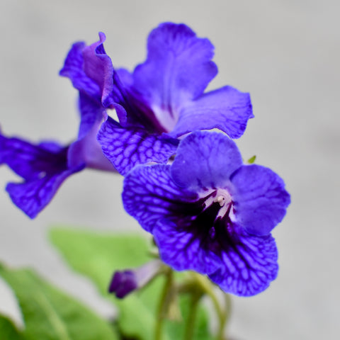 Streptocarpus 'Ladyslippers Deep Blue Vein'