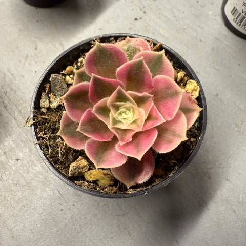 Aeonium 'Pink Witch'