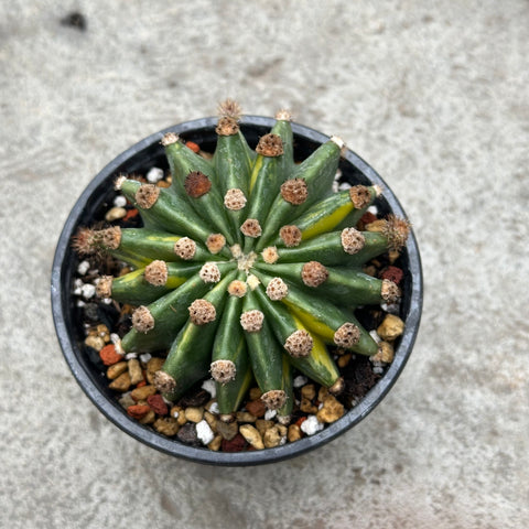 Echinopsis subdenudata f. variegata