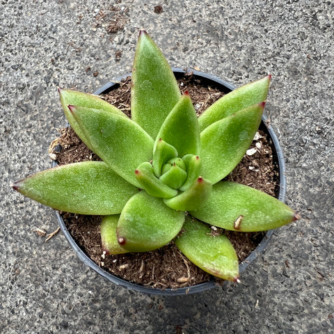 echeveria miranda succulent Echeveria agavoides 'Miranda' | Succulents
