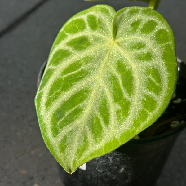anthurium silver streak Anthurium 'Silver Blush' – Serres Lavoie