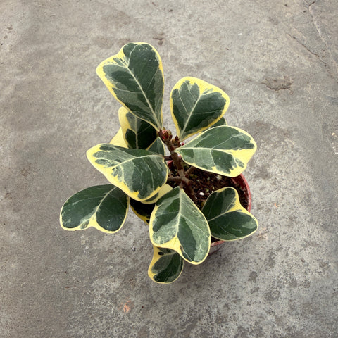 Ficus triangularis f. variegata