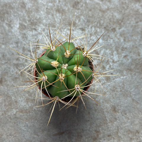 Echinopsis terscheckii