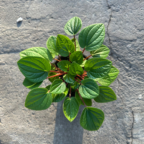 Peperomia albovittata 'Rana verde' 