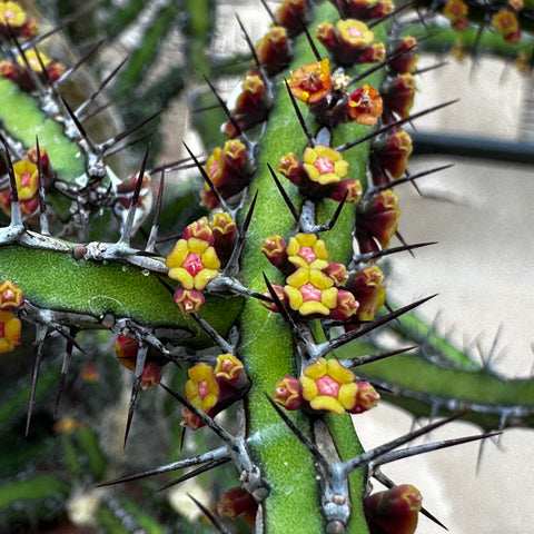 Euphorbia rubrimarginata