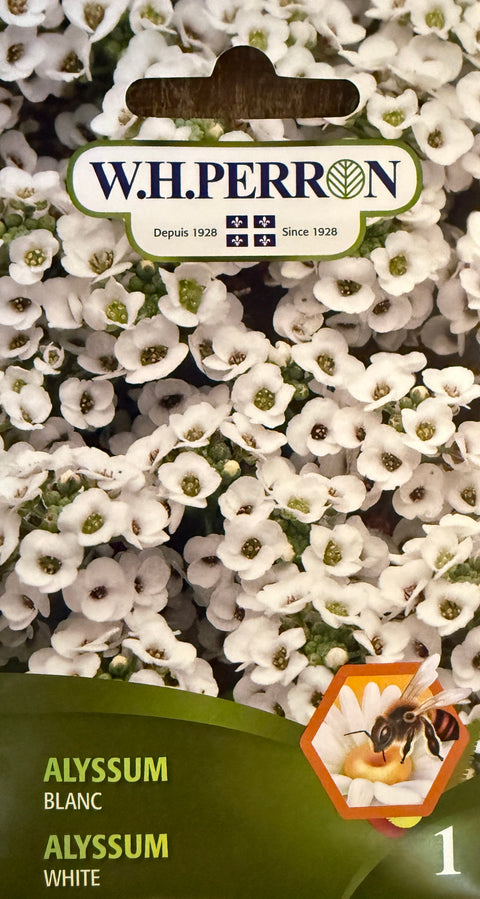 Semences d'Alyssum Blanc