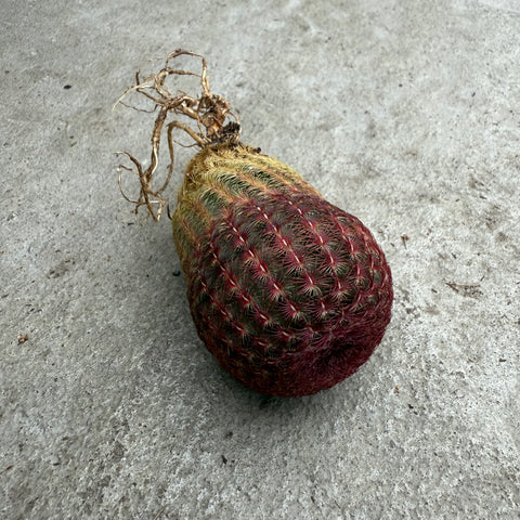 Echinocereus rigidissimus subs. rubispinus