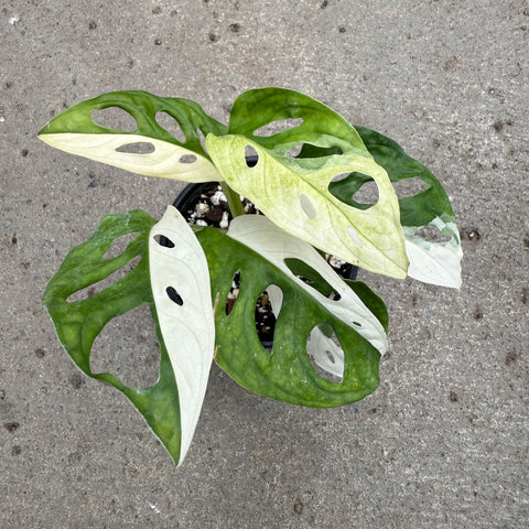 Monstera adansoni albo variegata