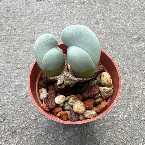 Gibbaeum album