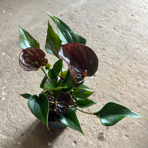 Anthurium andreanum 'Noir'