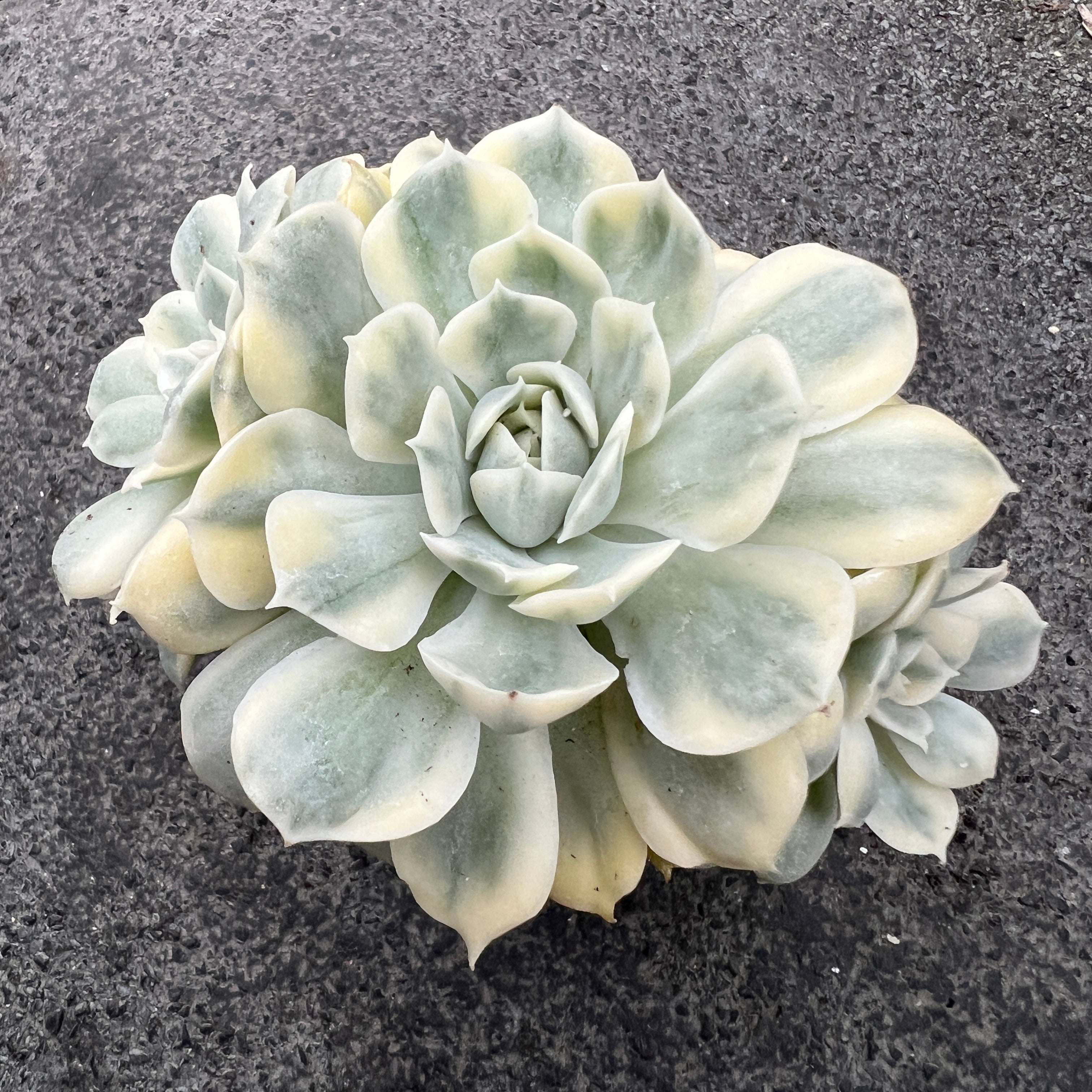 Echeveria 'Gemini' | Succulents | Plantarium – Serres Lavoie