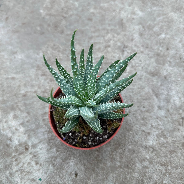 Aloe humilis | Succulents | Plantarium  Serres Lavoie