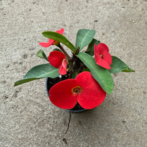 Euphorbia milii 'Cardinal'