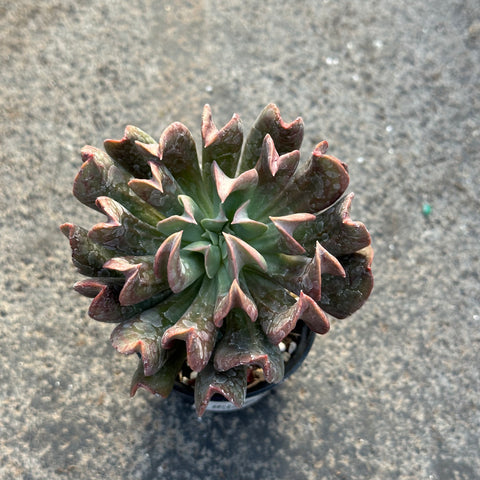 Echeveria 'Dark Vader'